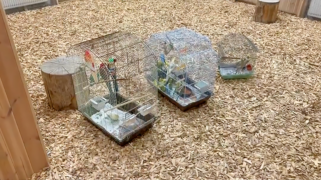 В Кудрово попугаев, выживших после отравления, вернули в зоопарк