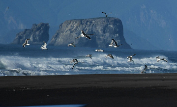 Ученый высказался о древних обитателях океана
