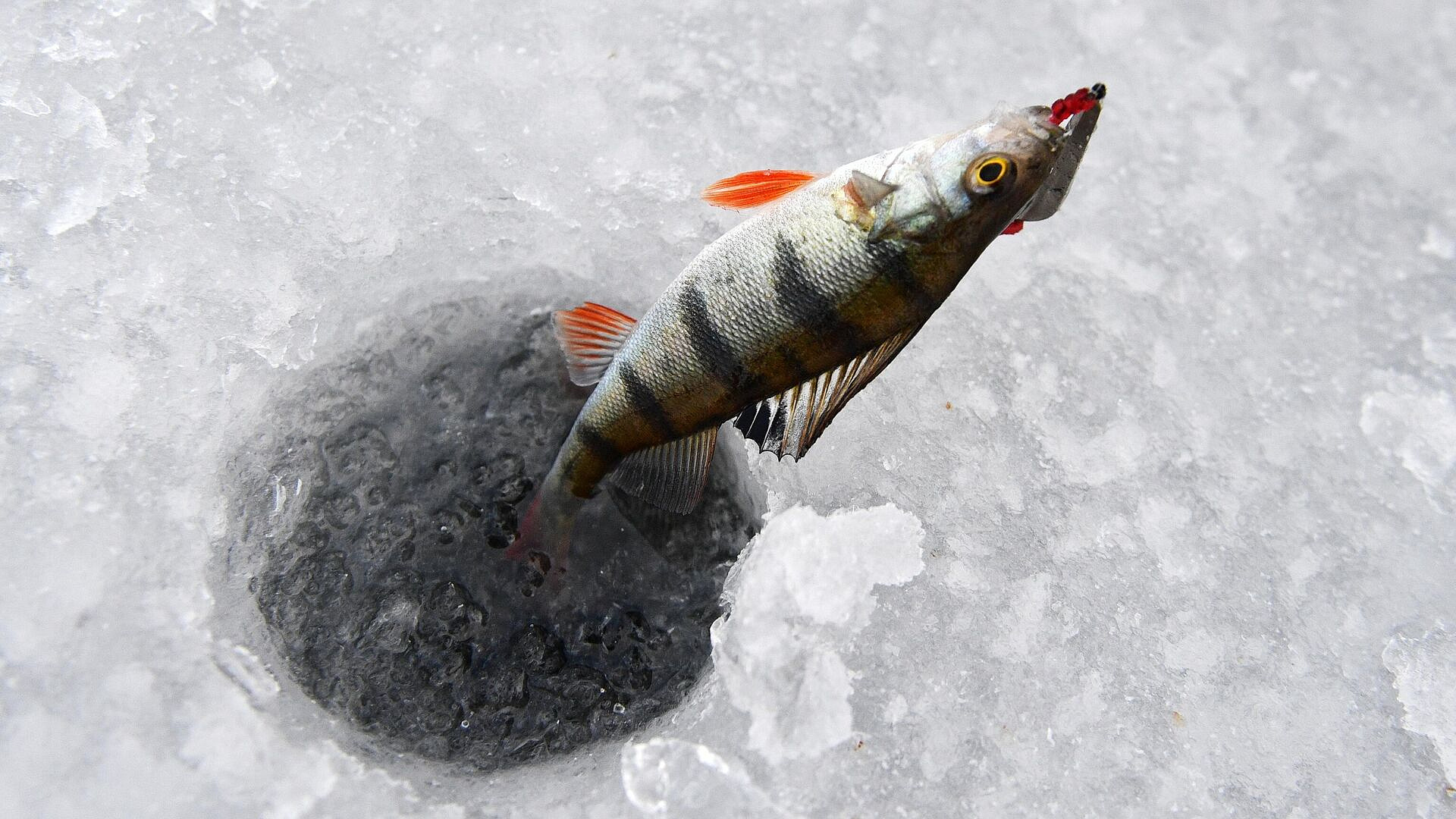 � ������ ���������� ���������� ������� �� ���������� ������ �����