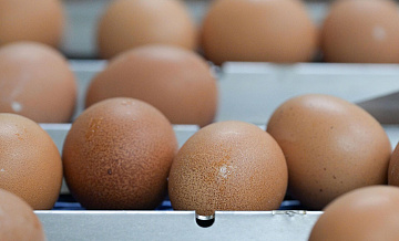 В Казахстане введут запрет на ввоз яиц автотранспортом