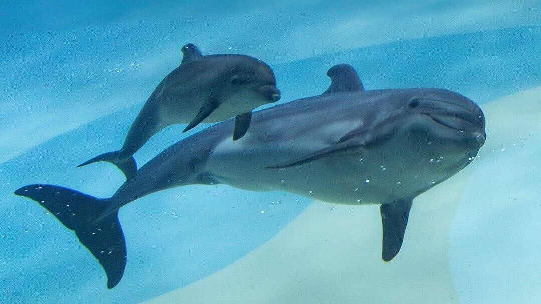 �������� �������� ������ 77 ��������� �������� �� ����������� ���������