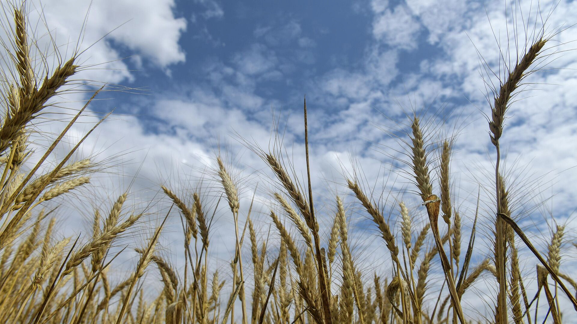 Южная Корея вдвое увеличила импорт пшеницы из России в январе