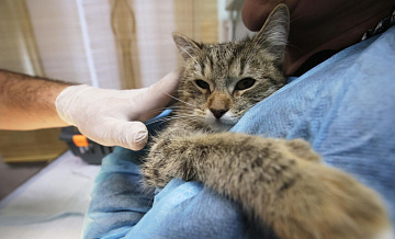 Кошку, которой подожгли петарду во рту, прооперировали
