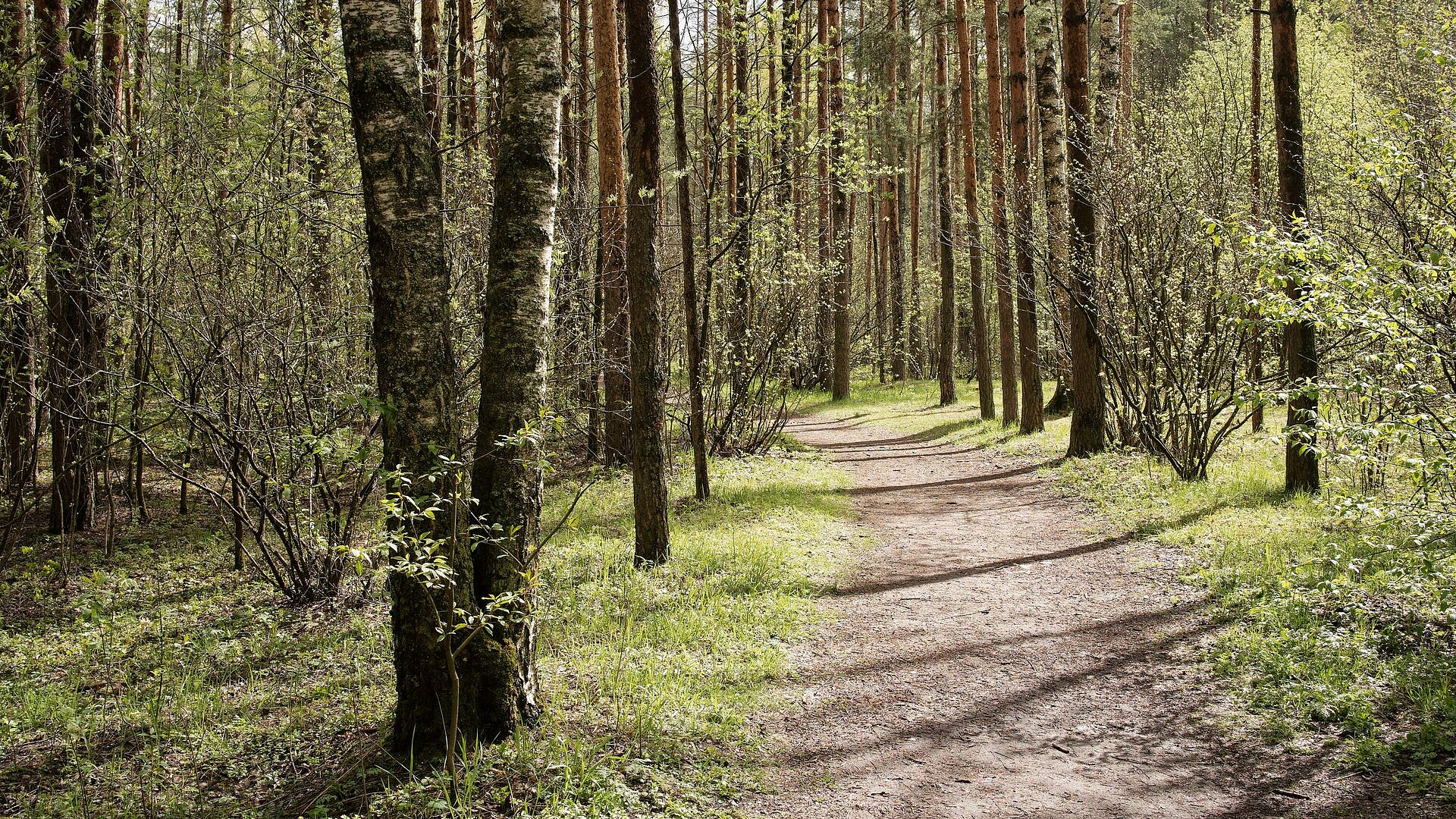 В Ярославской области нашли маму с детьми, которые потерялись в лесу