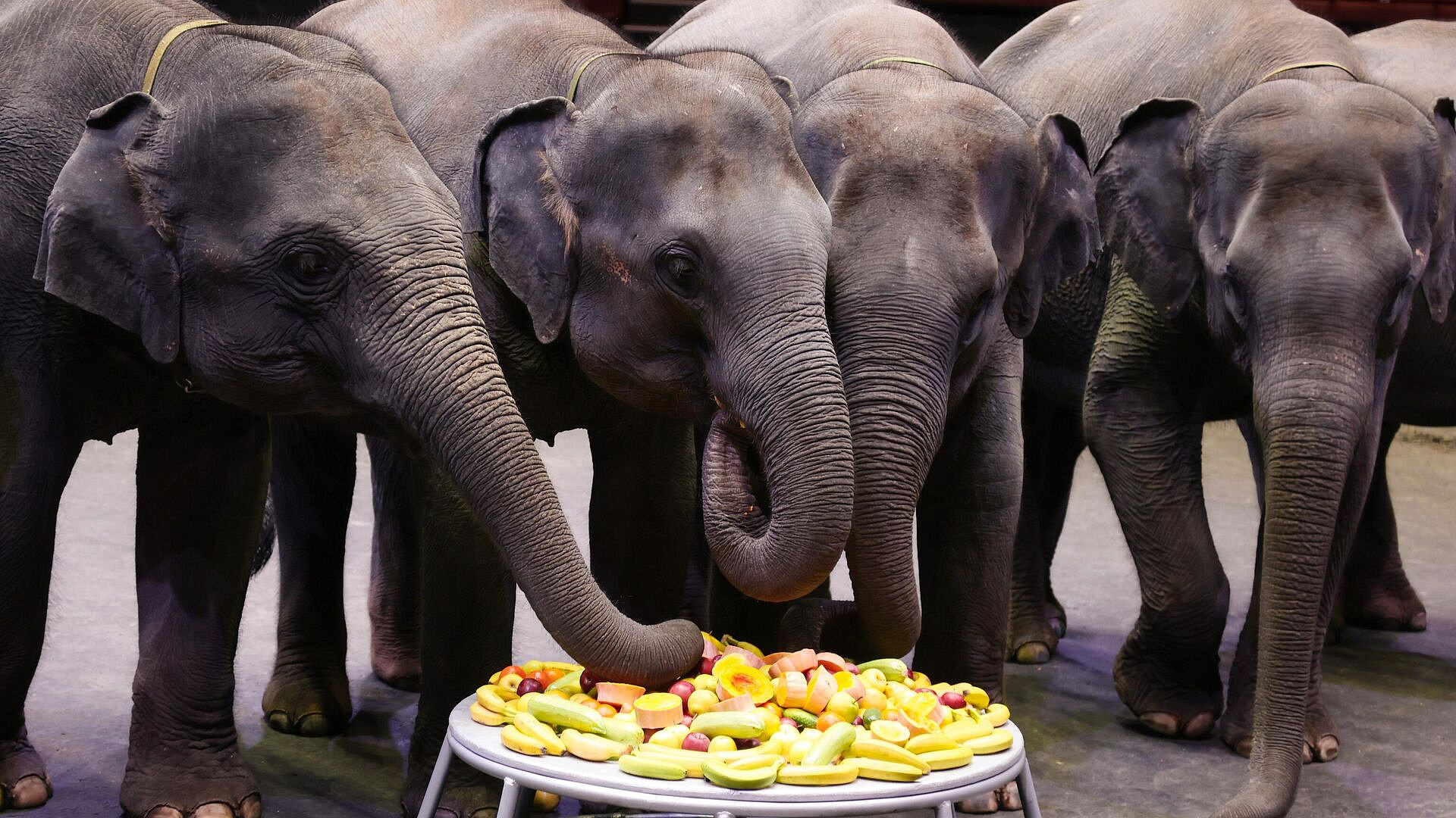 В Госдуму внесут проект о нарушениях в обращении с животными в цирках