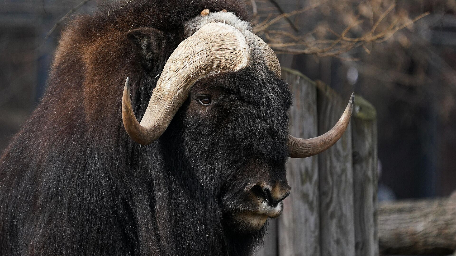 � ���������� ������� ������� ��������� ��������