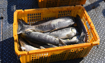 Россия с начала года увеличила вылов рыбы