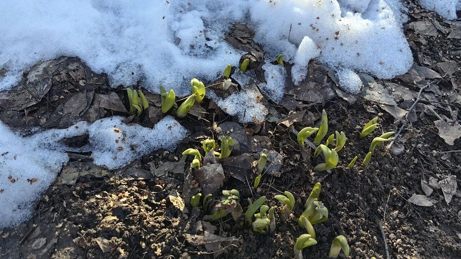 В Москве распустились первые цветы