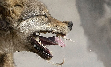 Зоолог рассказала, как вести себя при встрече с бешеным животным