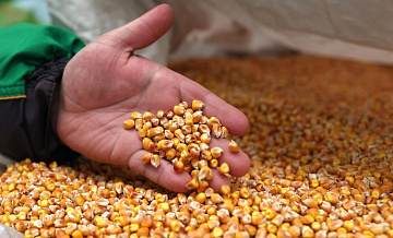 Правительство продлило действие квот на ввоз семян из недружественных стран