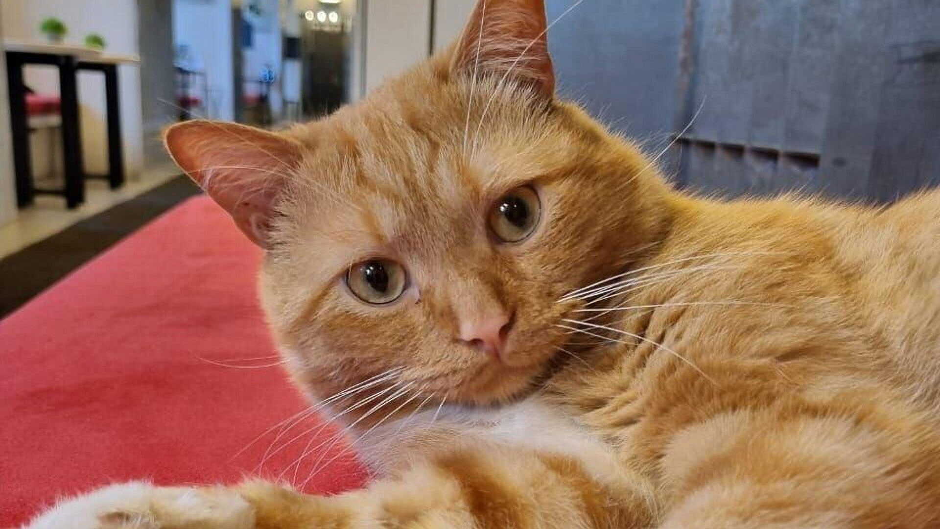 ������ ������������� ������� �� ������� �������� ����