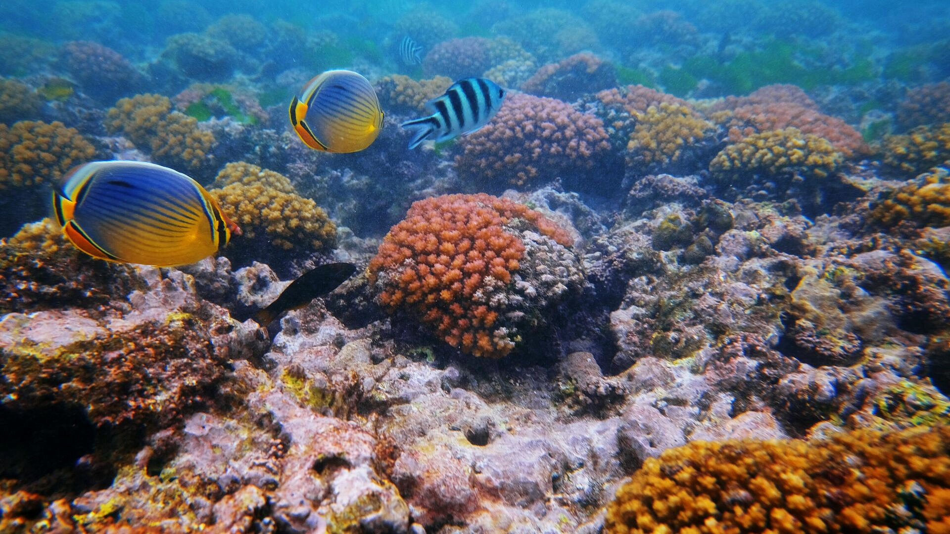 Ученый оценил долю известных человеку обитателей океана