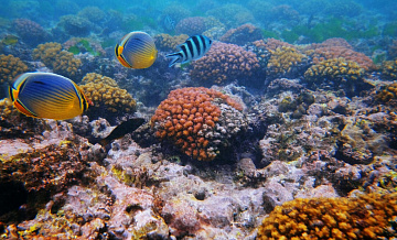 Ученый оценил долю известных человеку обитателей океана