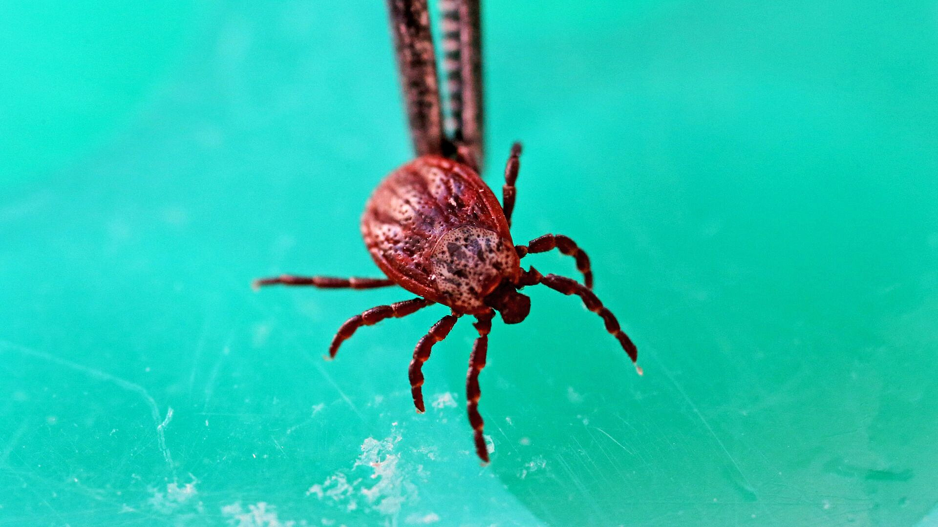 Биолог рассказал, можно ли отличить энцефалитного клеща от обычного