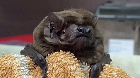 В Московском зоопарке спасли жизнь гигантской летучей мыши