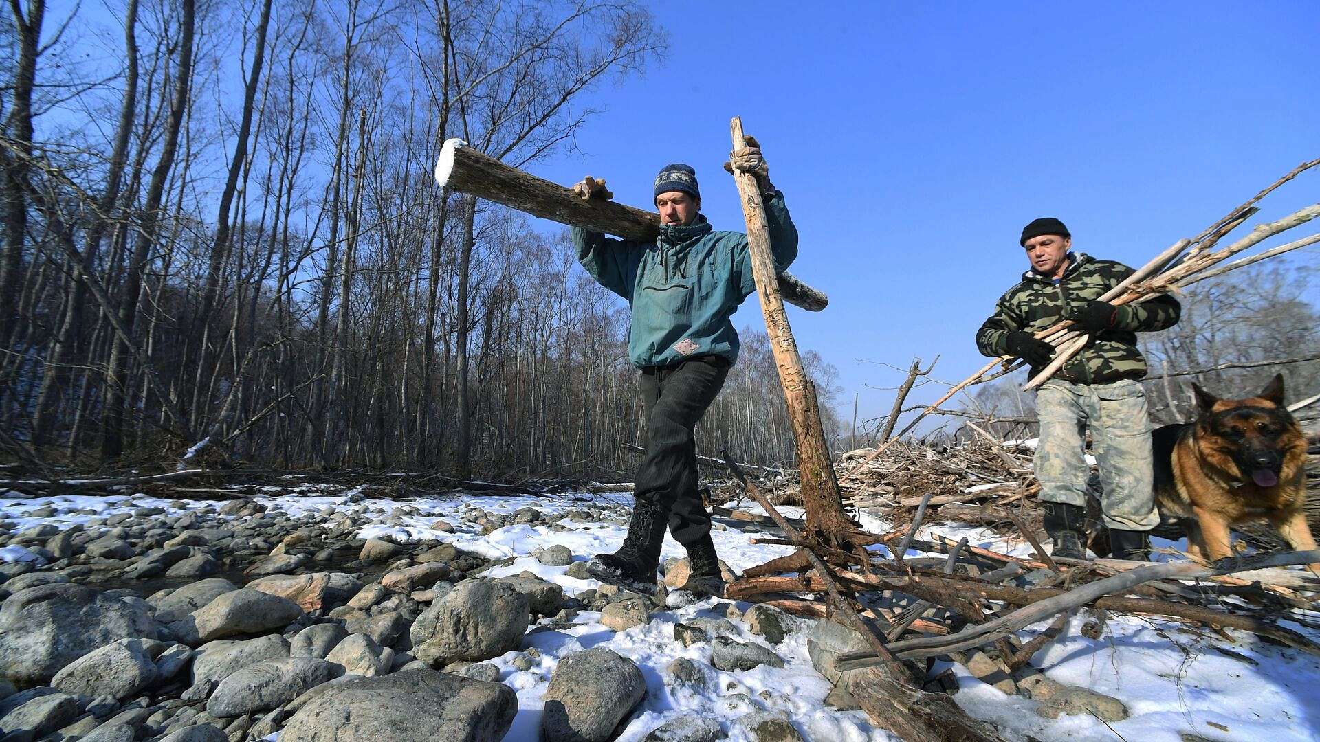 Депутат Гаврилов рассказал, где можно собирать валежник