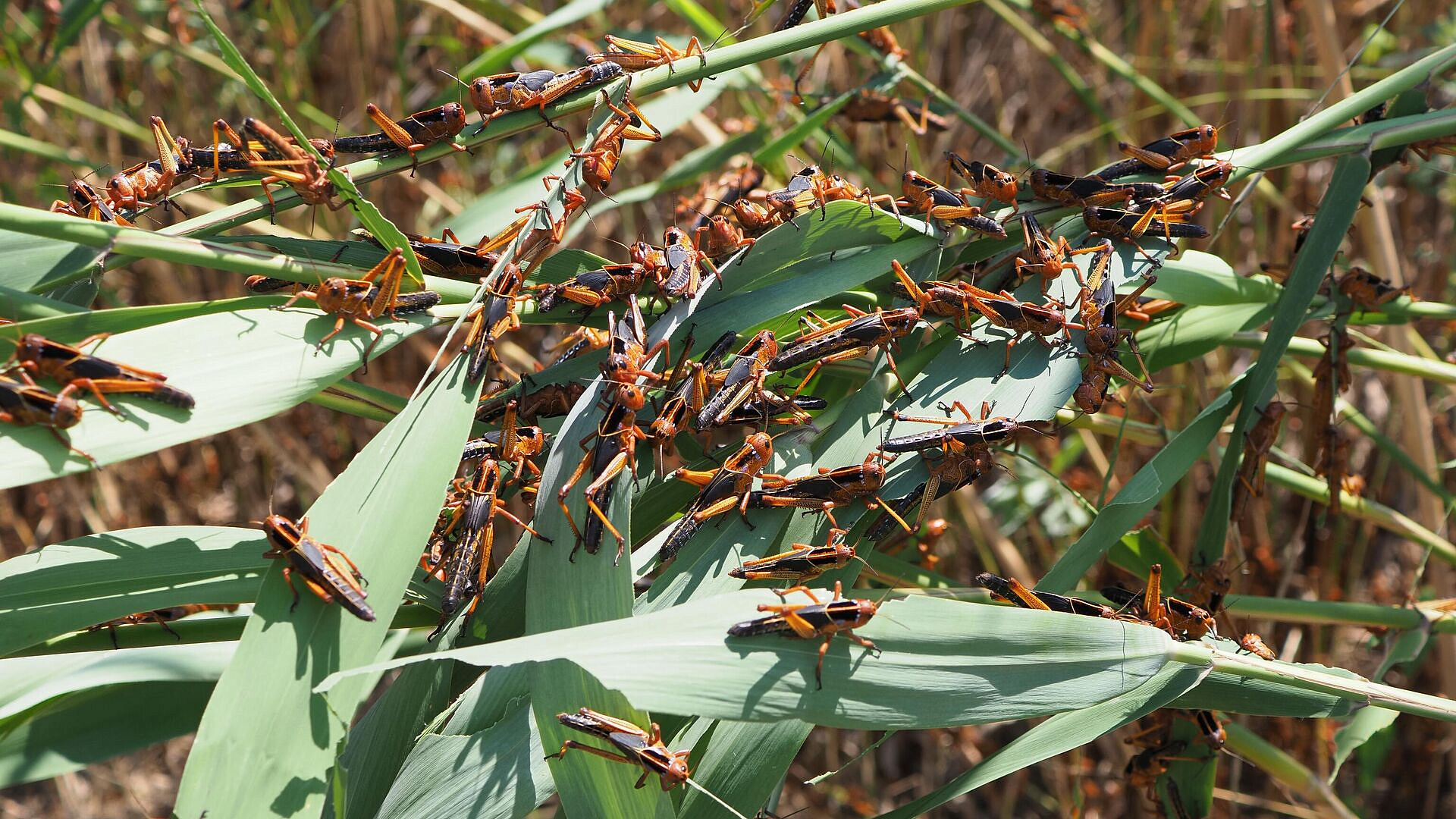 В России планируют уничтожать саранчу с помощью авиации