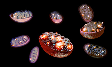 Ученые нашли способ продлить жизнь до 100 и более лет