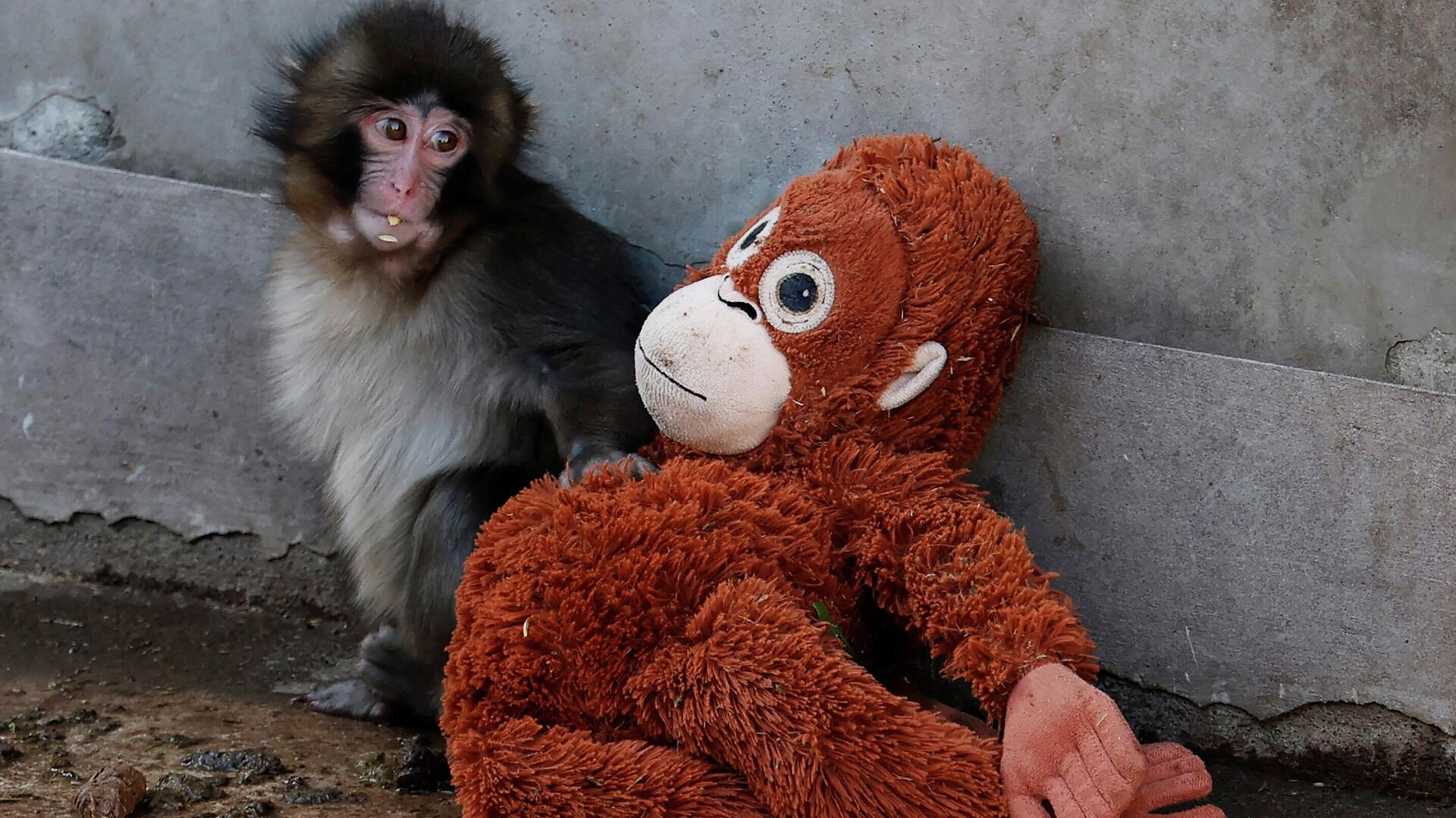 Макака Панч: история малыша и что сейчас происходит в зоопарке