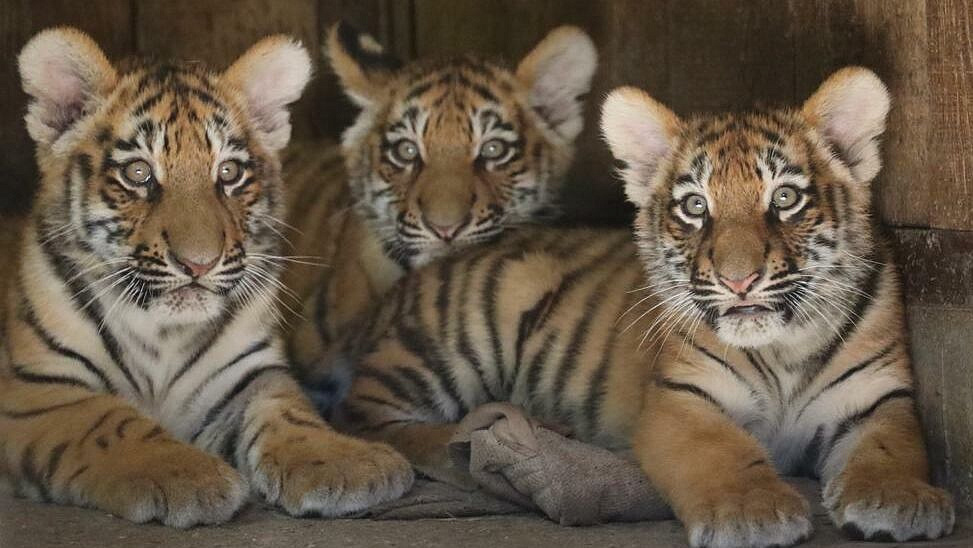 Эксперт раскритиковал случаи усыпления животных в зоопарках Европы