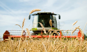 Египет закупит у России 800 тысяч тонн пшеницы