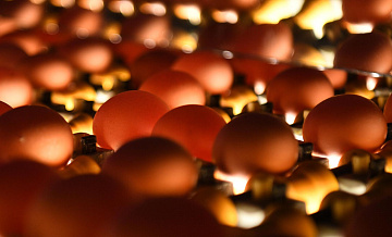 ФАС начала проверки крупнейших торговых сетей из-за цен на яйца