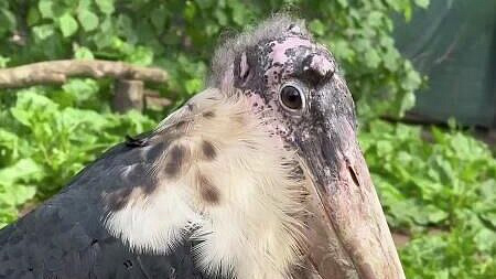 � ������������� ������� �������� ���� ����������� ������