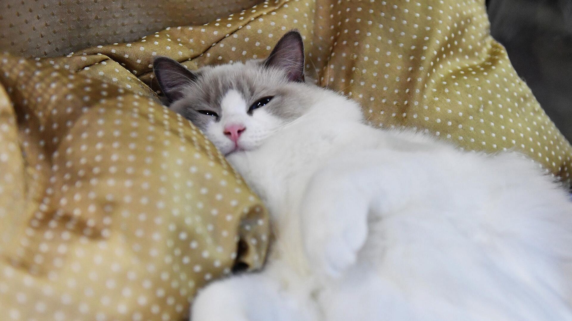 Ветврач рассказал о росте спроса на вакцины для питомцев