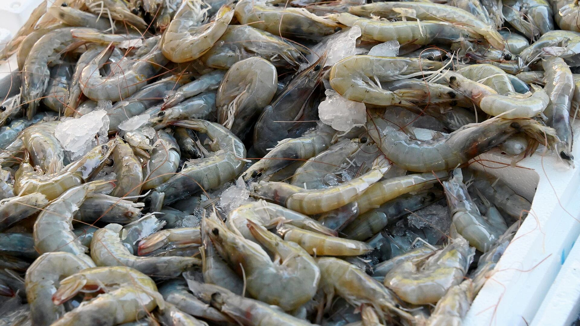 ���������� �������� ����� �������� �� ������� �������