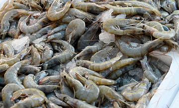 Минсельхоз запретил вылов креветки на Дальнем Востоке