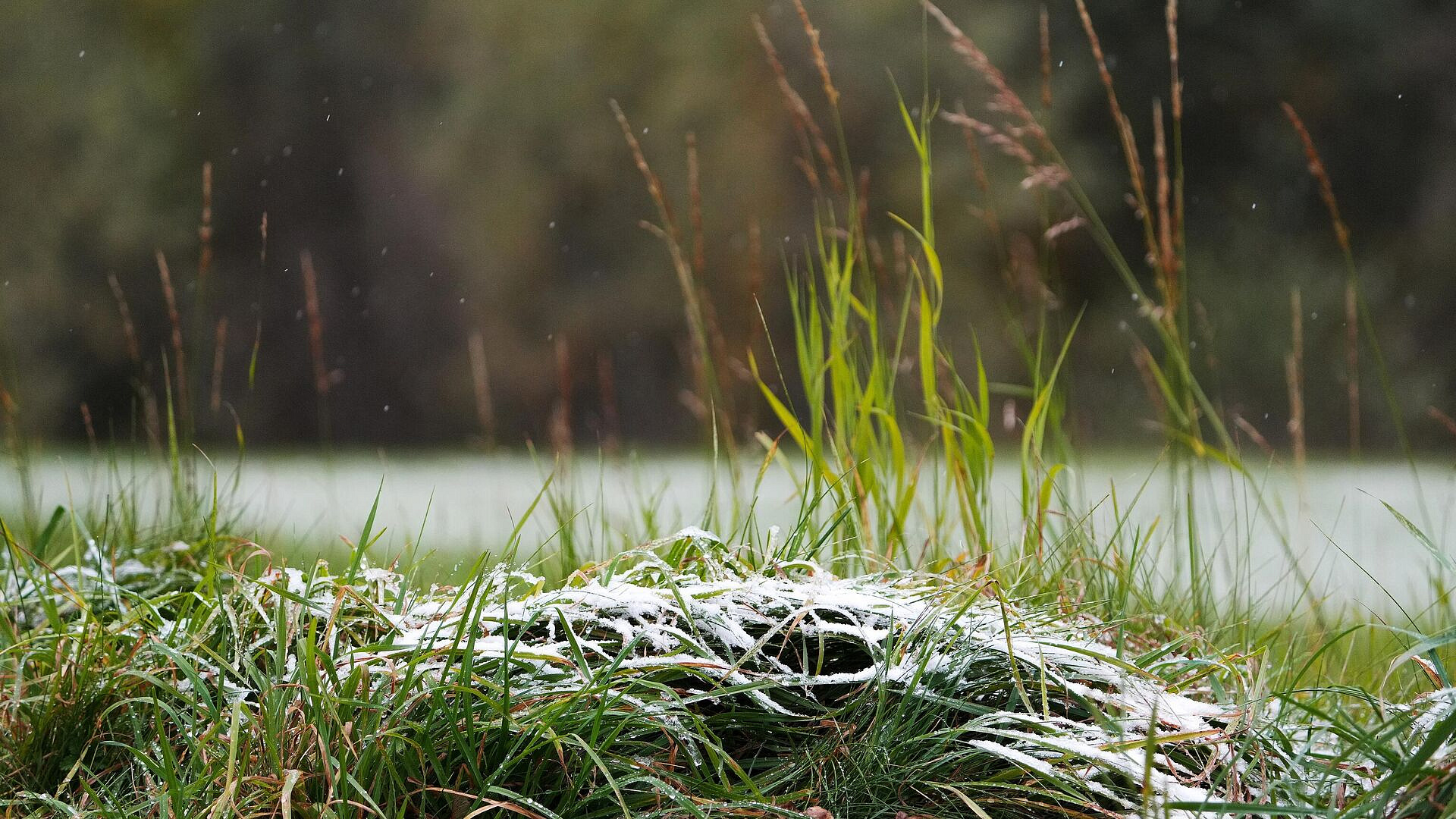 Жителям Урала и Поволжья рассказали о прогнозируемых заморозках