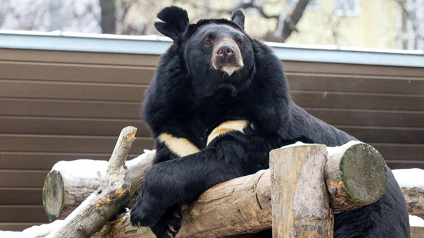 В Московском зоопарке рассказали о первой спячке медведя Васи
