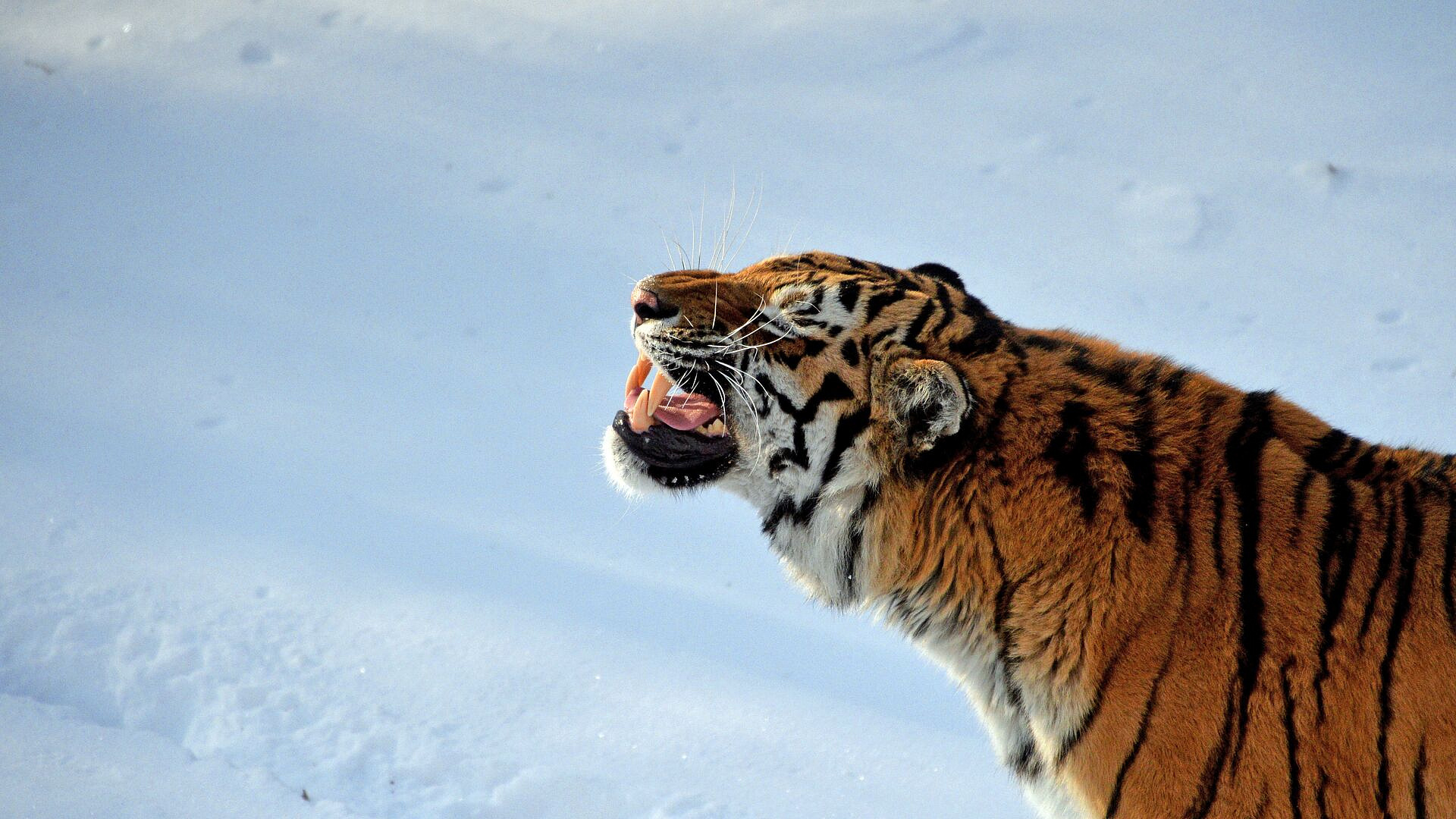 Названо число амурских тигров в России