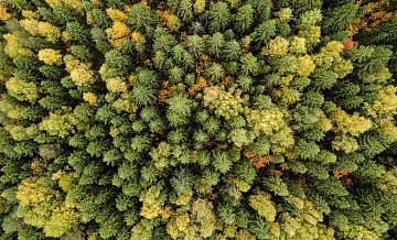 Россиянам рассказали, как не заблудиться в лесу