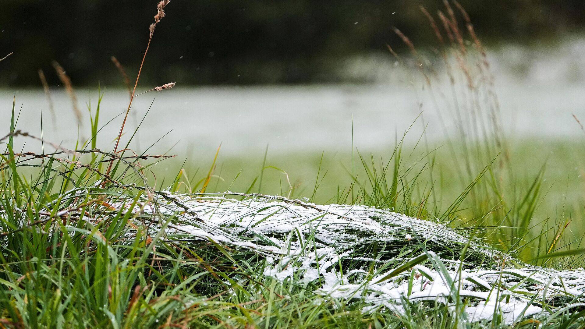 Синоптик рассказал, когда в Подмосковье ожидаются заморозки