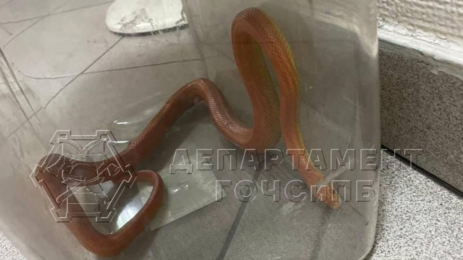 Змею, обнаруженную в московской квартире, передали специалистам