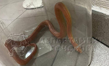 Змею, обнаруженную в московской квартире, передали специалистам