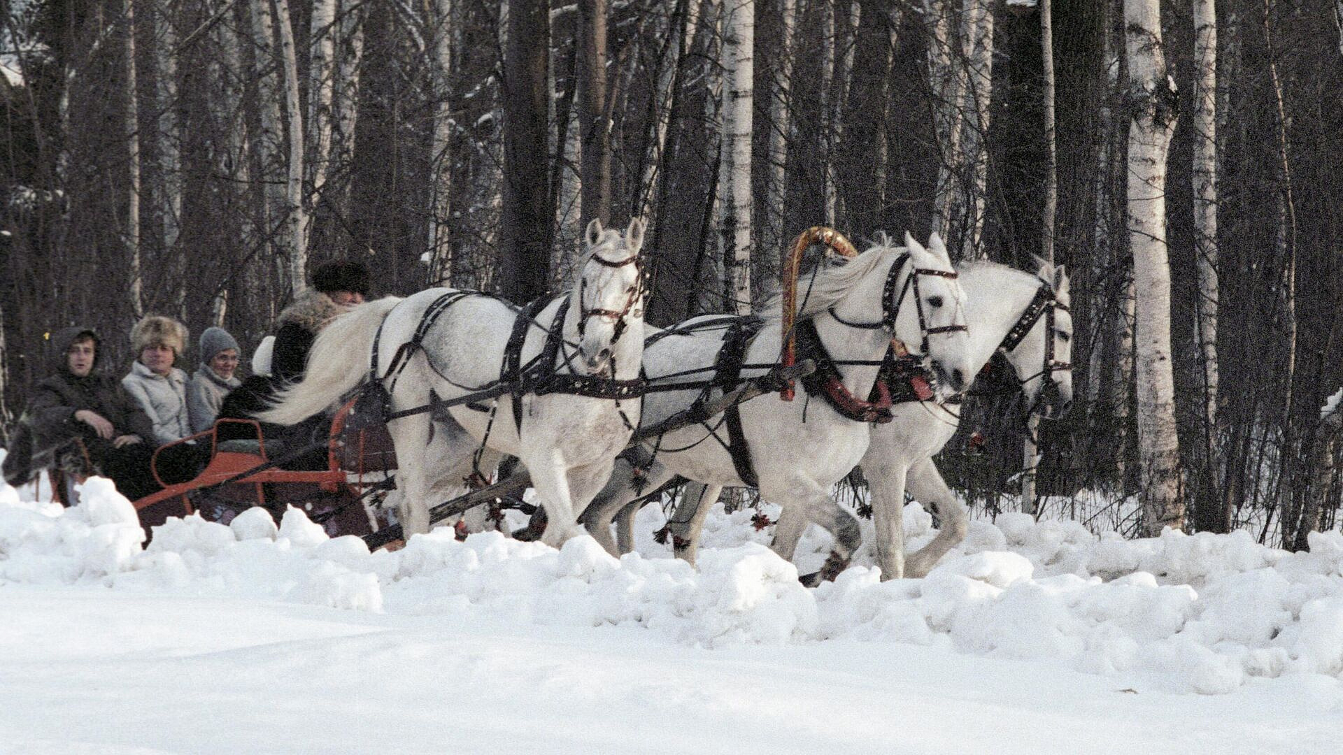 Ленинградская область встретит Масленицу праздничным заездом русских троек