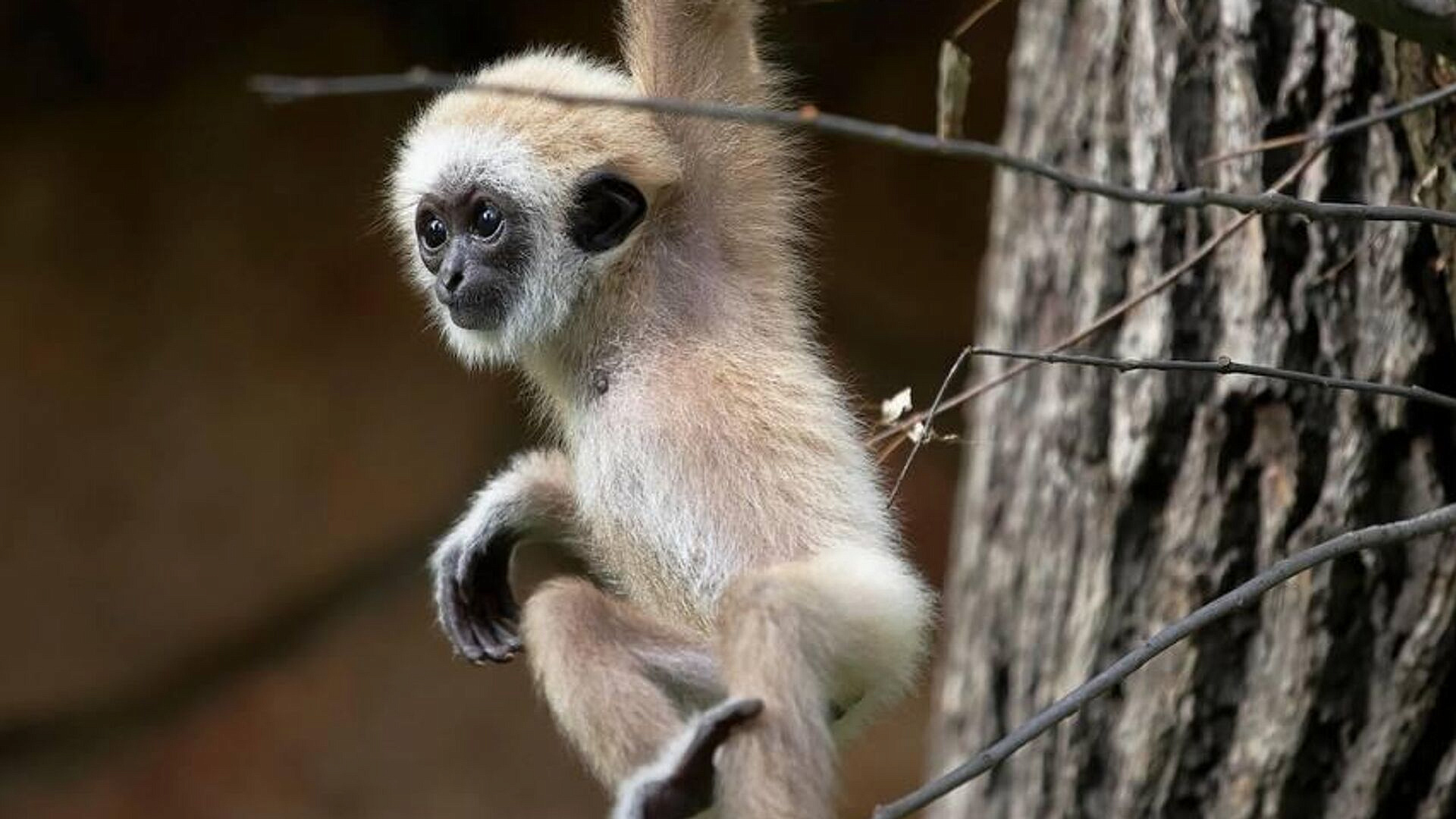 У пары белоруких гиббонов в Ленинградском зоопарке родился детеныш