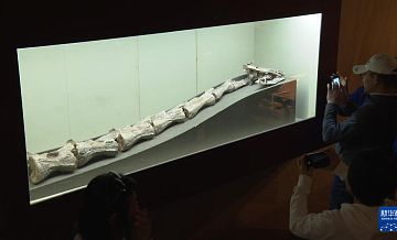 Китайские учёные выделили новый вид динозавра раннего юрского периода