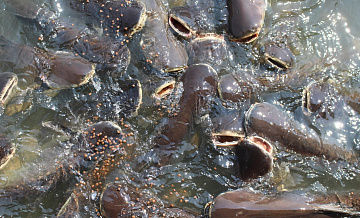 В Ростове-на-Дону подтвердили эффективность замены импортного корма для рыб