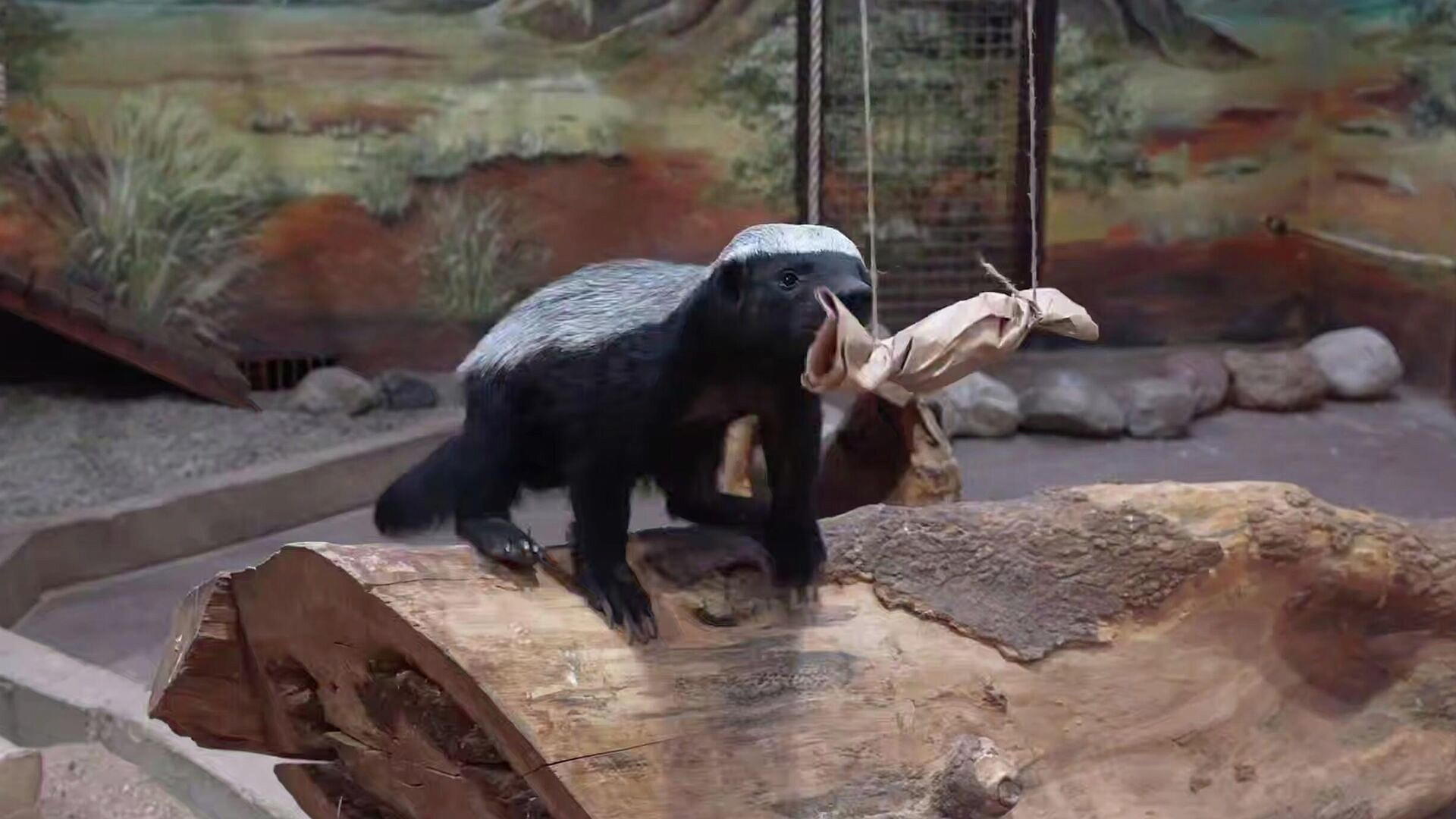 Медоед Нео из Московского зоопарка решил две головоломки